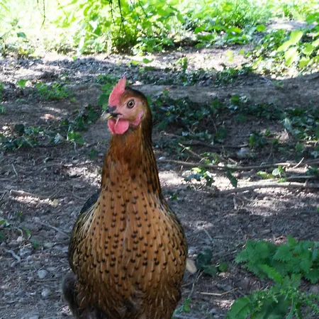 Hébergement de vacances La Contrebasse *