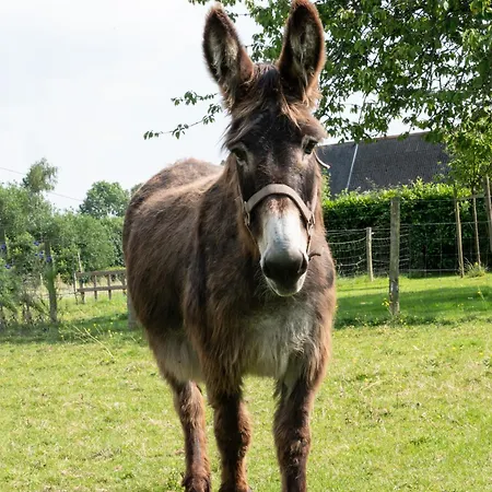La Contrebasse Hébergement de vacances *